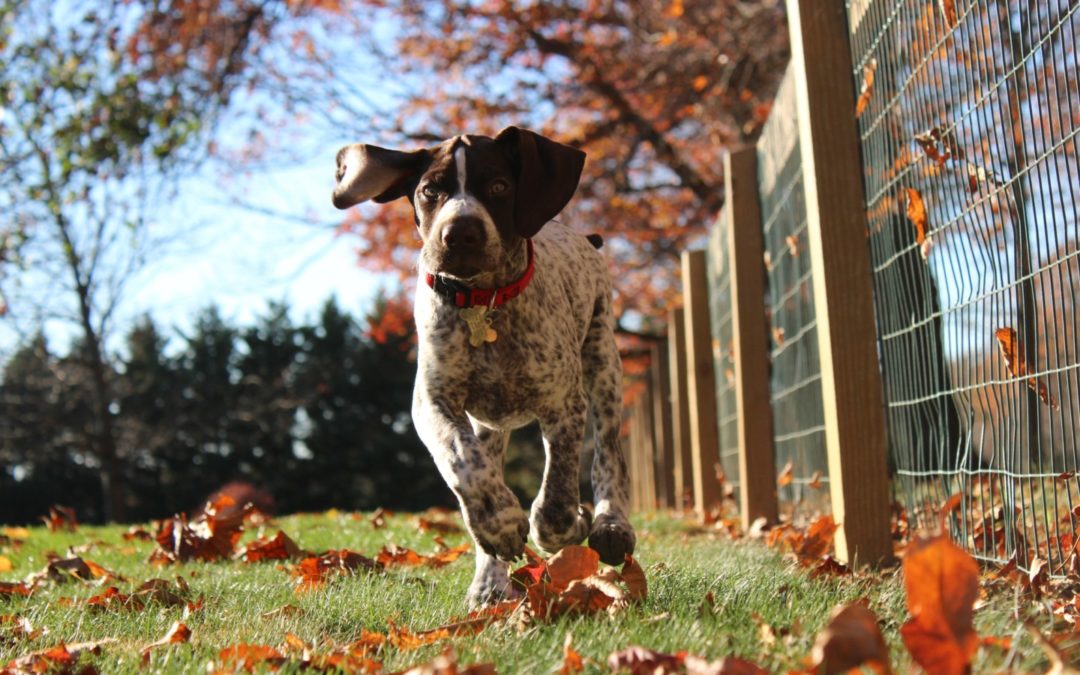 Pets, the secret to happiness and long life