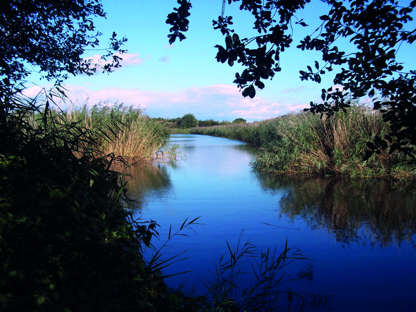 Avalon Marshes Tree View